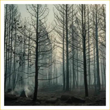 Dense burnt-out forest of dead grey trees — fuel-laden landscape