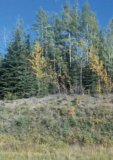 Forest tree close-up diagram 1