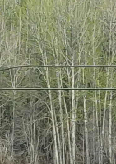 Forest stand close-up diagram 2