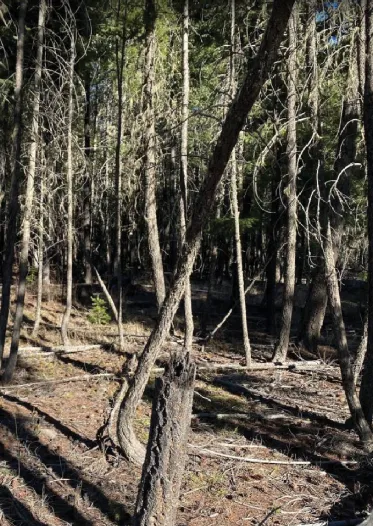 Forest stand close-up diagram 4