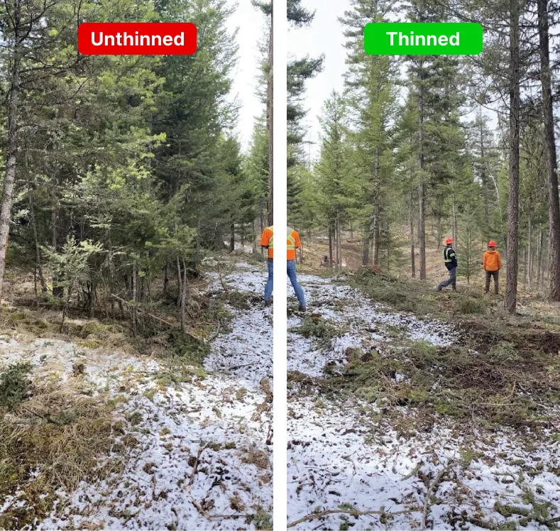 Side-by-side forest photograph — left: unthinned dense young growth marked Unthinned; right: thinned spacing with the forwarder operator visible in the background marked Thinned