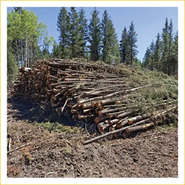 Pile of harvested wood logs stacked horizontally — output of the continuously-collecting fuel treatment process