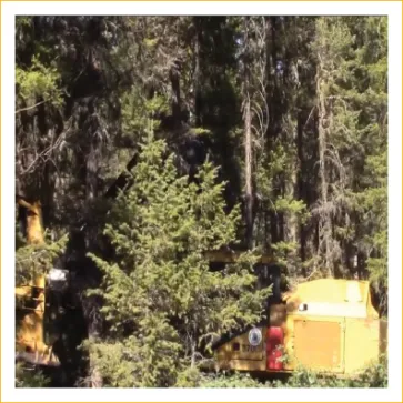 Mixed forest stand with a legacy yellow harvester visible at ground level — representing current fuel-treatment practice